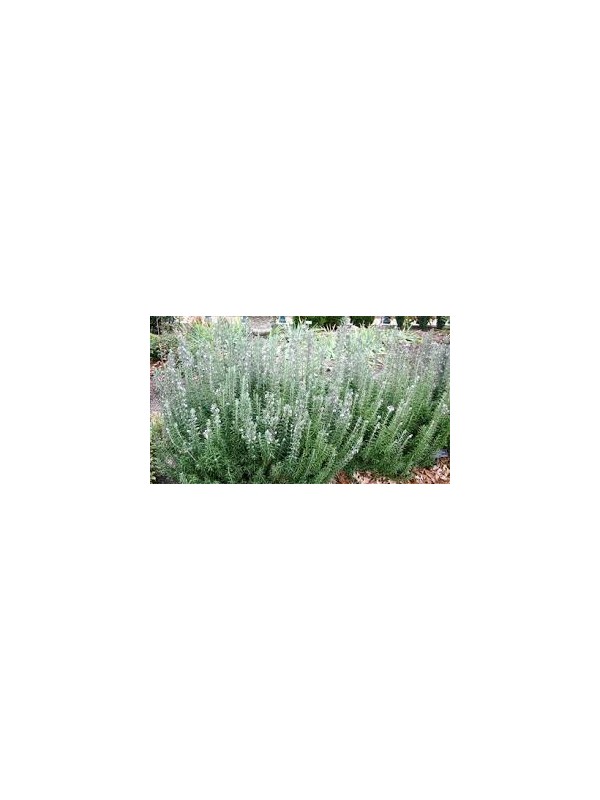 Liofilizirana brin 40g-mleto