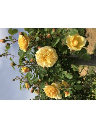 Naravni sirup iz bezga z dodatkom vrtnice Teasing Georgia 250 ml