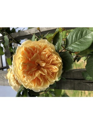 Naravni sirup iz bezga z dodatkom vrtnice Teasing Georgia 250 ml