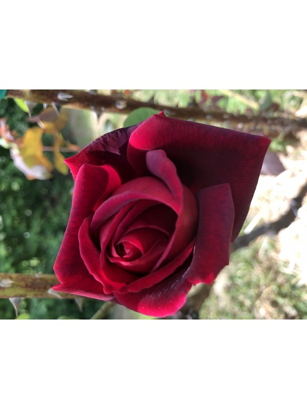 Komplet od 2 male lopate za vrt i osnovni set u autu