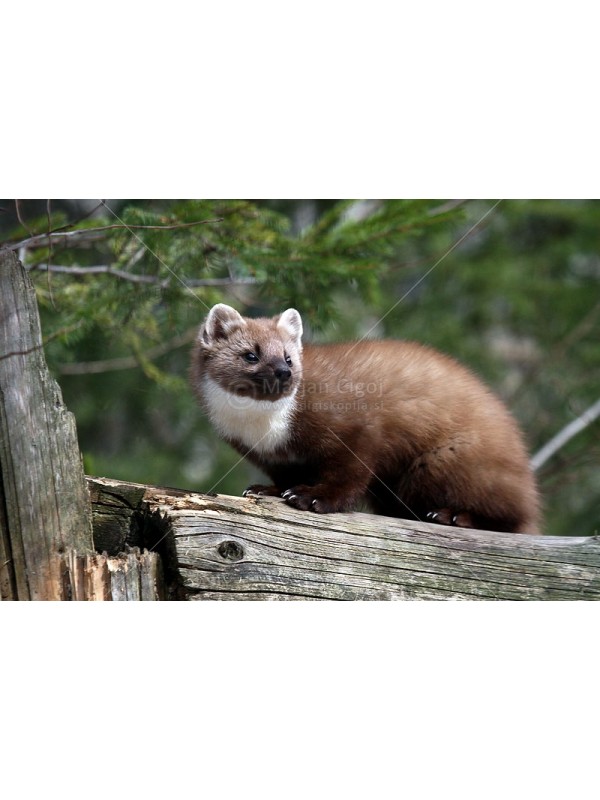 Eco repellente - protezione dalle martore per auto e casa - 1 pezzo